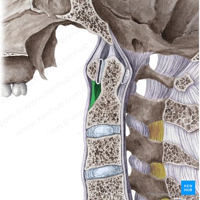 Anterior atlantoaxial membrane (Membrana atlantoaxialis anterior); Image: Liene Znotina