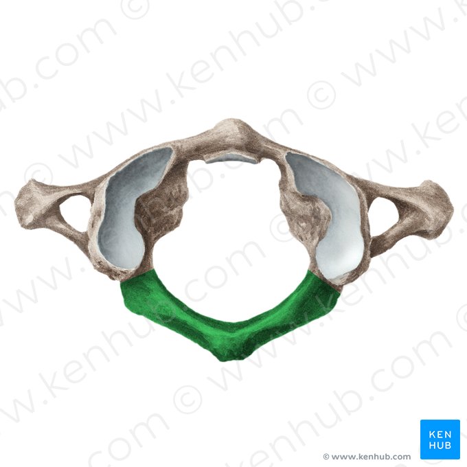 Arco posterior del atlas (Arcus posterior atlantis); Imagen: Liene Znotina