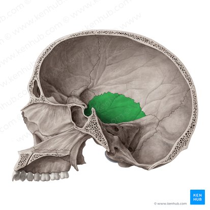 Pars squamosa ossis temporalis (Schuppenteil des Schläfenbeins); Bild: Yousun Koh