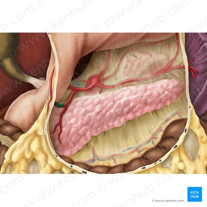 Right gastroomental artery (Arteria gastroomentalis dextra); Image: Esther Gollan