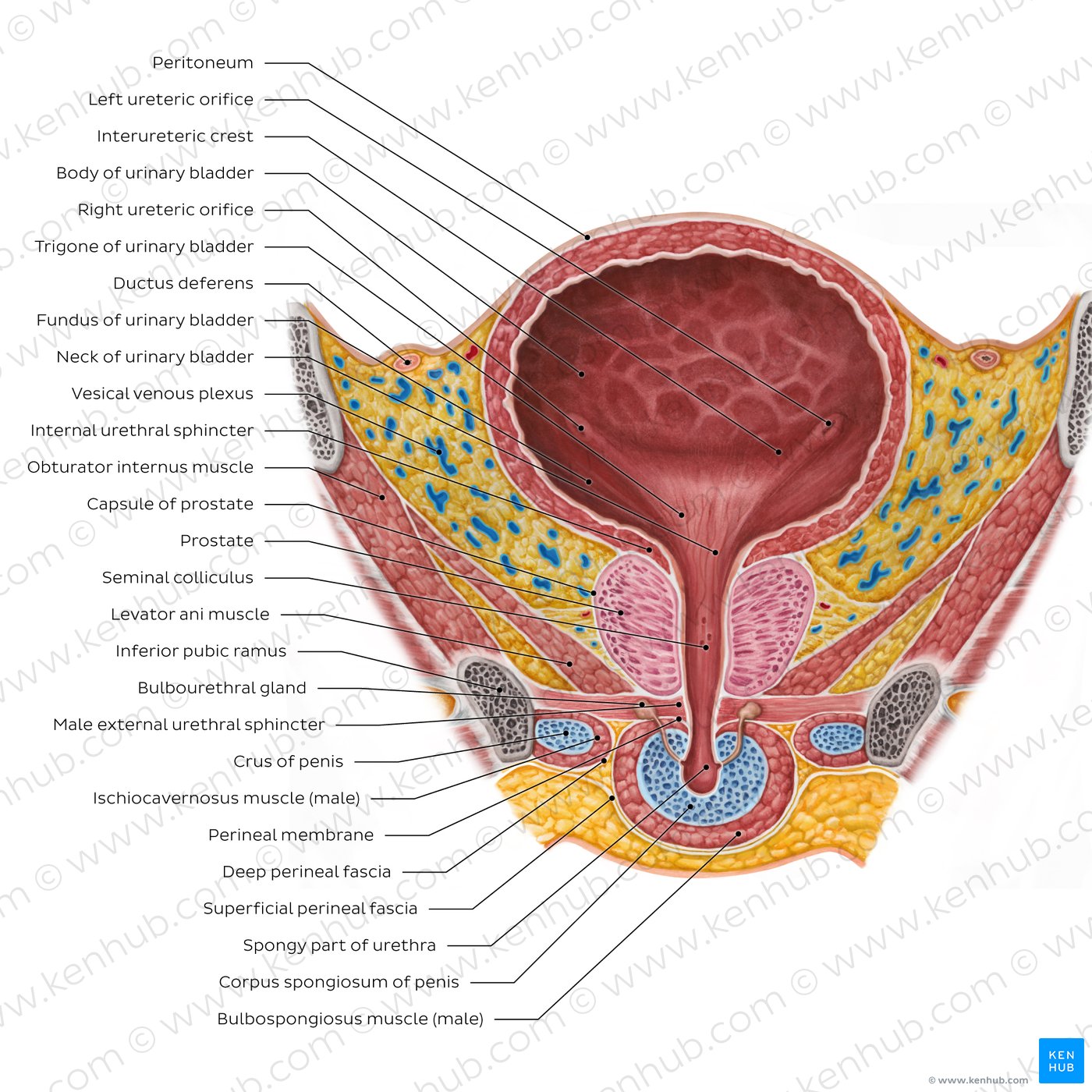 Figure 8. Male urinary bladder.