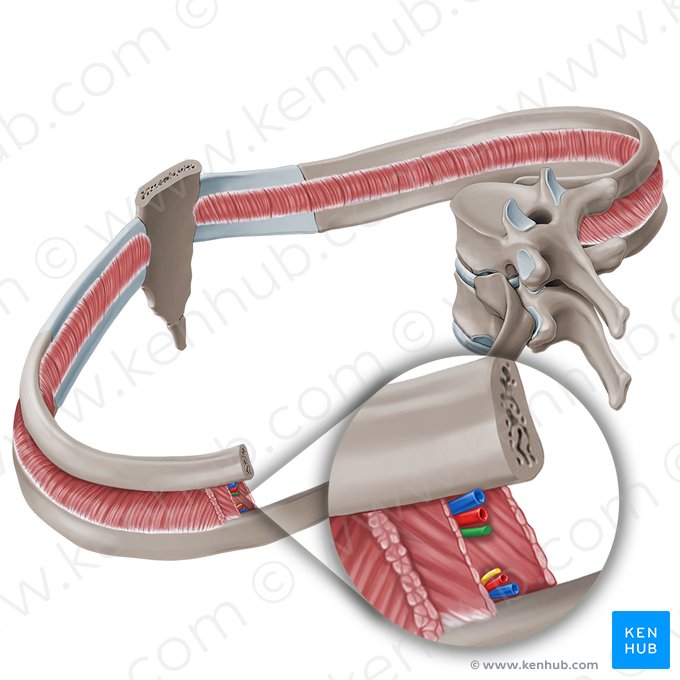 Nervio intercostal (Nervus intercostalis); Imagen: Paul Kim