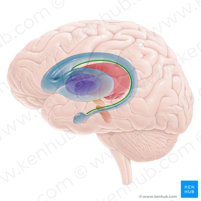 Estría terminal (Stria terminalis); Imagen: Paul Kim