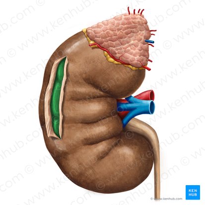 Renal cortex (Cortex renis); Image: Irina Münstermann