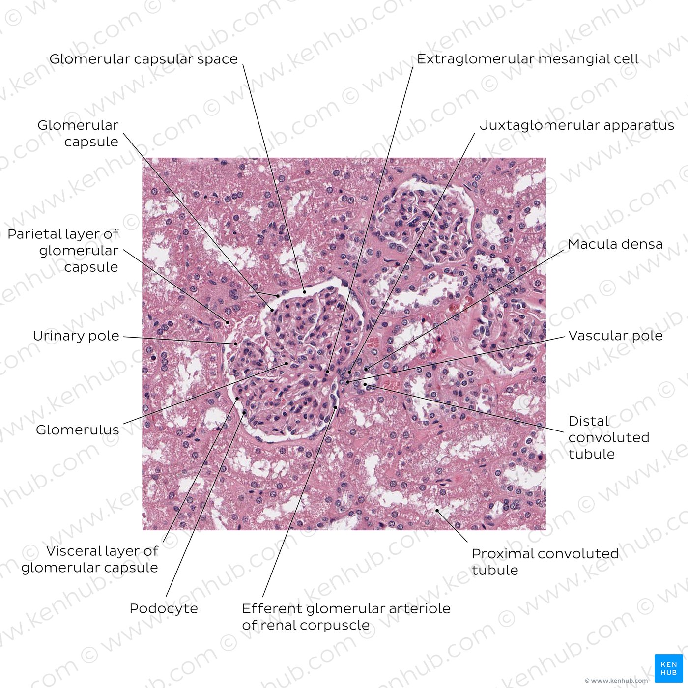 Kidney histology: Nephron, loop of Henle, functions | Kenhub