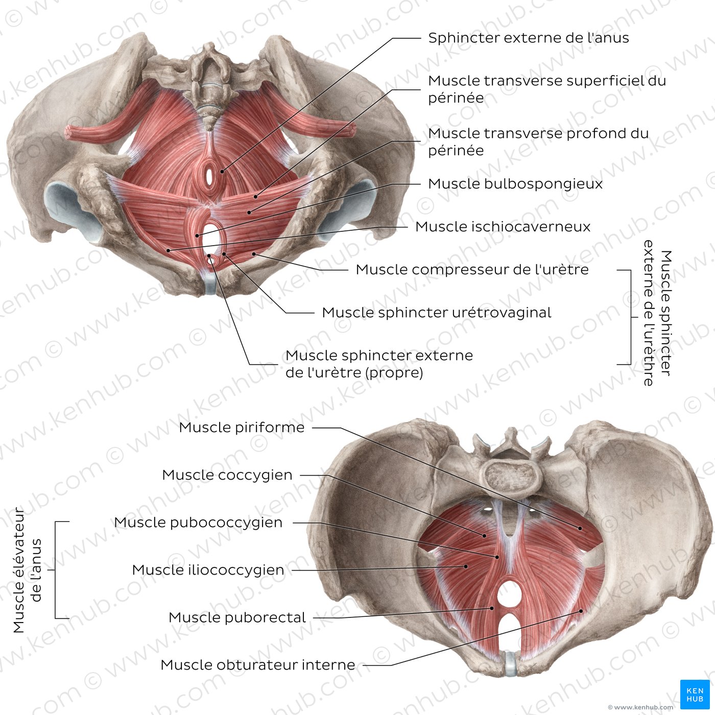 Muscles et os du bassin : schéma du plancher pelvien