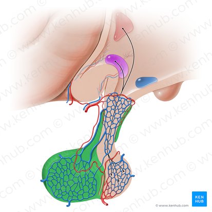 Adeno-hipófise (Adenohypophysis); Imagem: Paul Kim