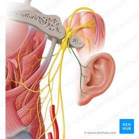 Ramo auricular del nervio vago (Ramus auricularis nervi vagi); Imagen: Paul Kim