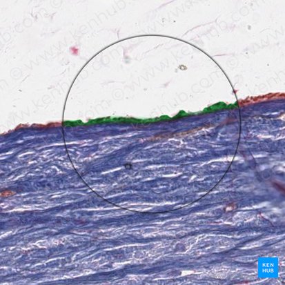 Visceral layer of tunica vaginalis of testis (Lamina visceralis tunicae vaginalis testis); Image: 