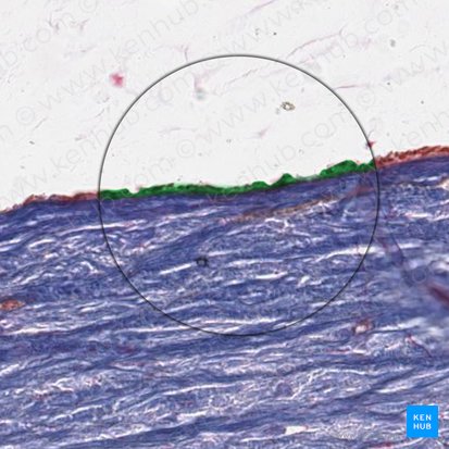 Camada visceral da túnica vaginal (Lamina visceralis tunicae vaginalis testis); Imagem: 