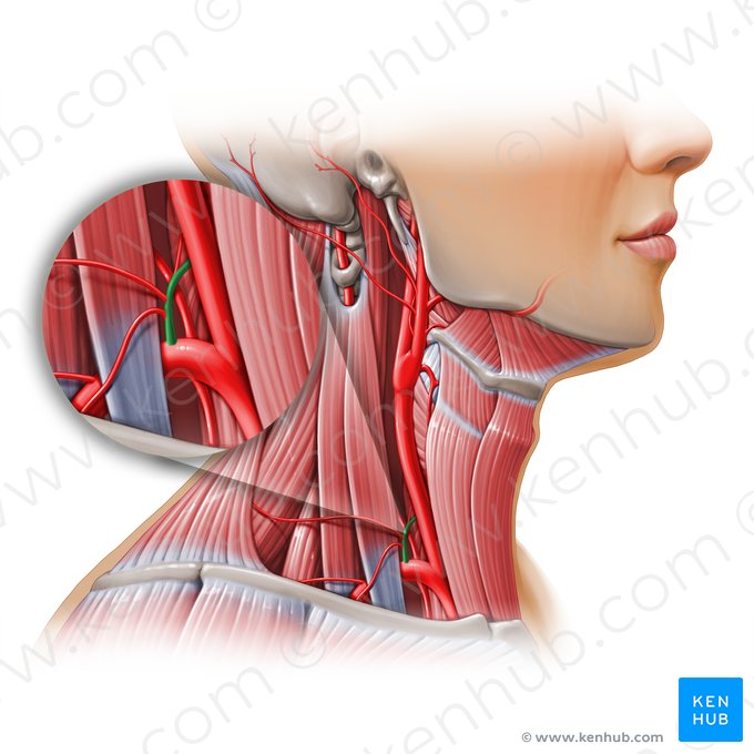 Tronco tireocervical (Truncus thyrocervicalis); Imagem: Paul Kim