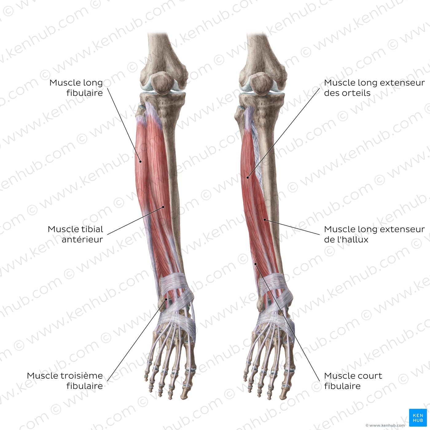 Muscles de la jambe : Schéma anatomique (vue antérieure)