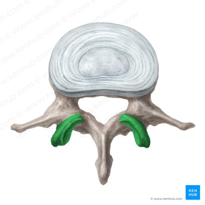 Superior articular process of vertebra (Processus articularis superior vertebrae); Image: Liene Znotina