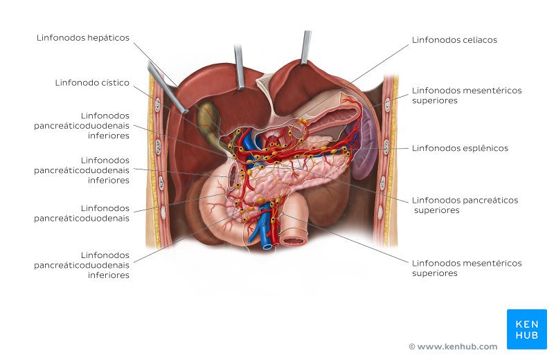 Linfonodos do pâncreas, duodeno e baço - vista anterior