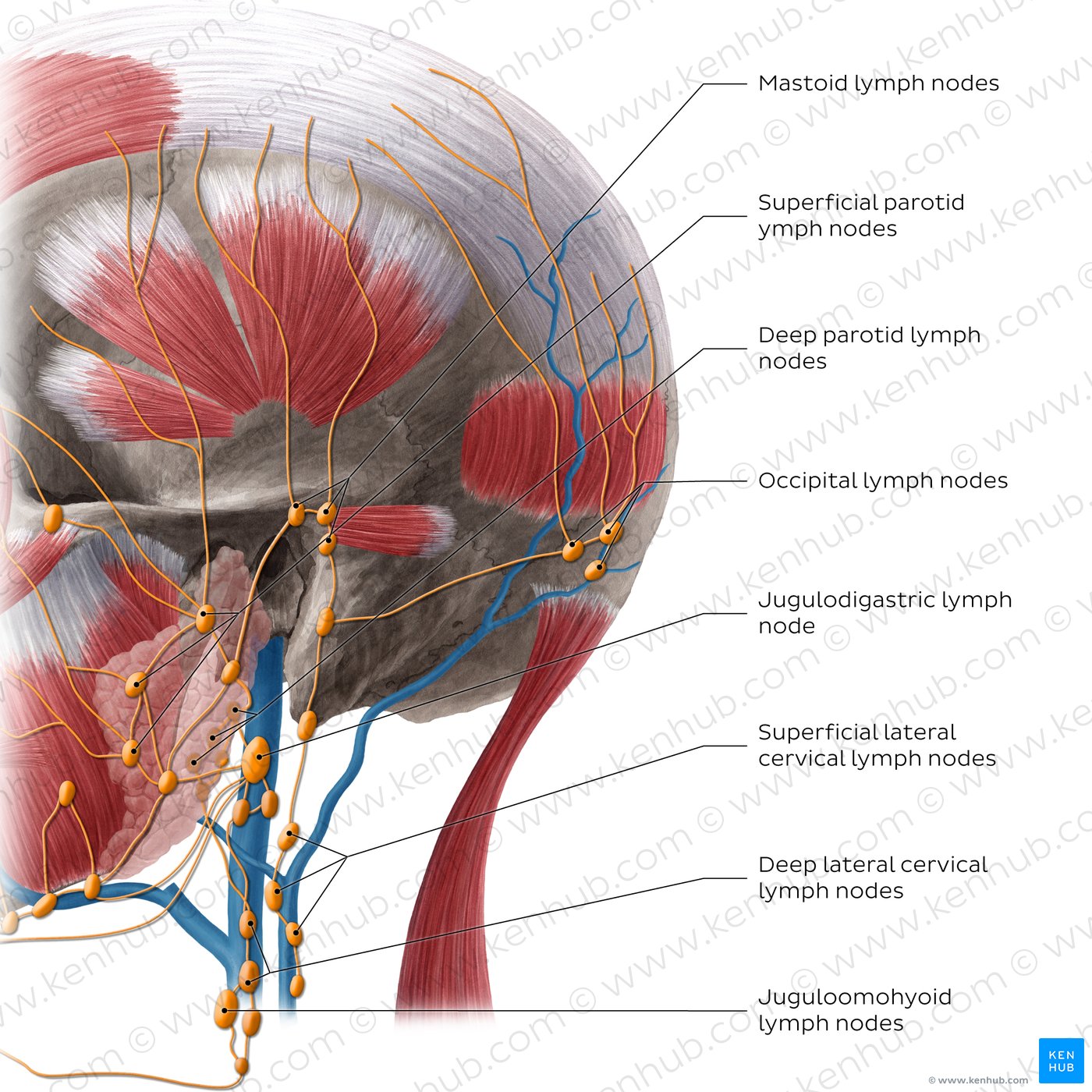 Lymphatics of the neck (Lateral)