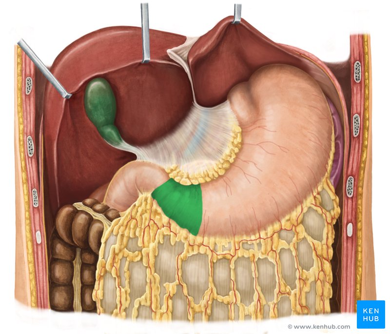 Pyloric part of the stomach - ventral view