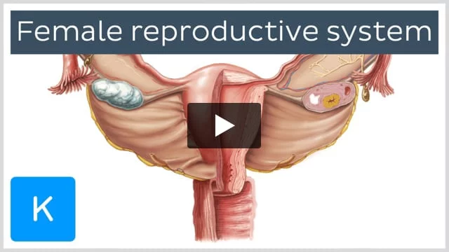 Female reproductive organs: Anatomy and functions