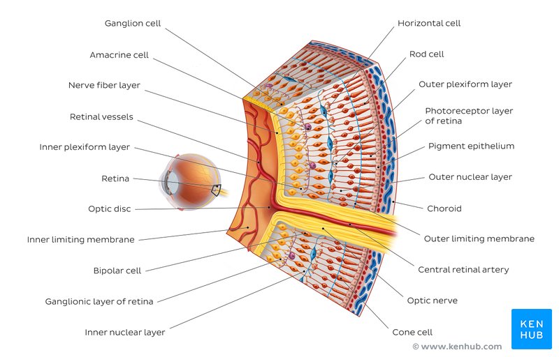 Cells and layers of the retina - coronal view
