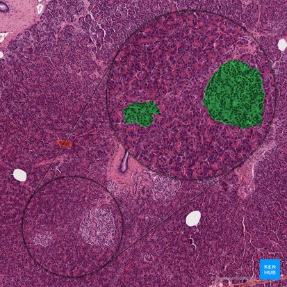 Componente endocrino del páncreas (Pars endocrina pancreatis); Imagen: 