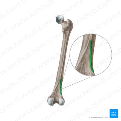 Lateral supracondylar line of femur (Linea supracondylaris lateralis ossis femoris); Image: Liene Znotina