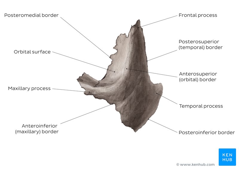 Zygomatic bone anatomy (diagram)