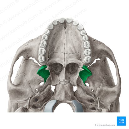 Lateral plate of pterygoid process of sphenoid bone (Lamina lateralis processus pterygoidei ossis sphenoidalis); Image: Yousun Koh
