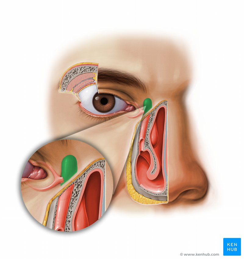Lacrimal sac: Ventral view