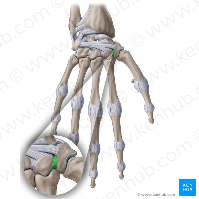 Ligamento interósseo trapeziotrapezóideo (Ligamentum trapeziotrapezoideum interosseum); Imagem: Paul Kim