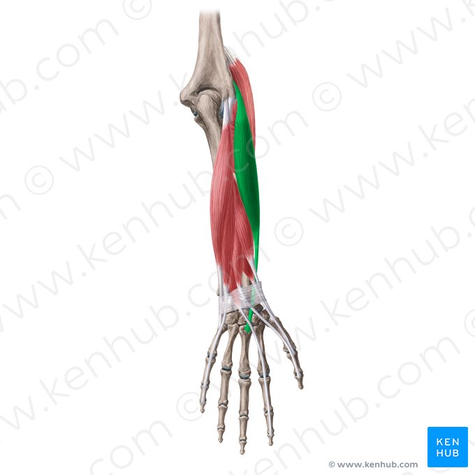 Músculo extensor radial curto do carpo (Musculus extensor carpi radialis brevis); Imagem: Yousun Koh