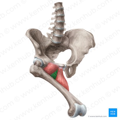 Adductor brevis muscle (Musculus adductor brevis); Image: Liene Znotina