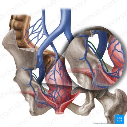 Obturator vein (Vena obturatoria); Image: Begoña Rodriguez