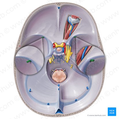 Superficial middle cerebral vein (Vena media superficialis cerebri); Image: Paul Kim