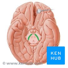 Substantia nigra Aufbau, Funktion, ParkinsonSyndrom Kenhub