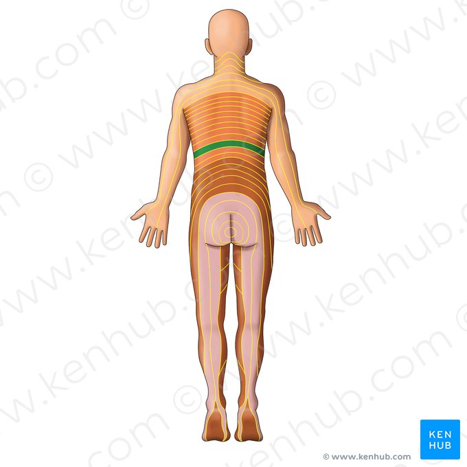 T10 dermatome (Dermatoma T10); Image: Irina Münstermann