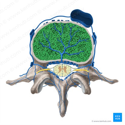 Cuerpo vertebral (Corpus vertebrae); Imagen: Paul Kim