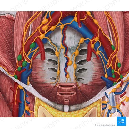 External iliac lymph nodes (Nodi lymphoidei iliaci externi); Image: Irina Münstermann