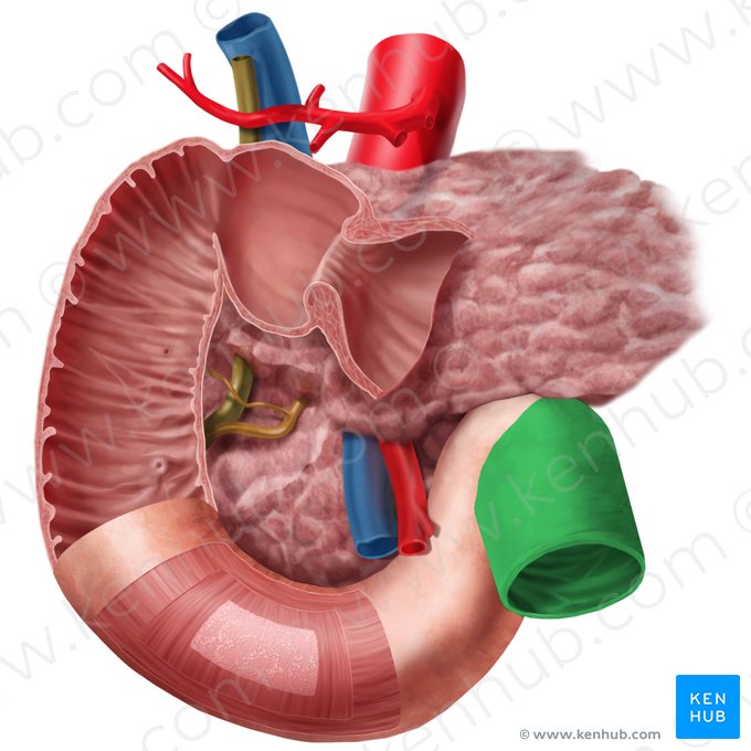 Jejunum (Leerdarm); Bild: Begoña Rodriguez