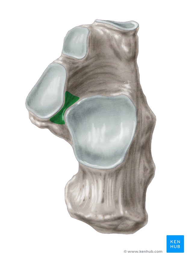 Calcaneal sulcus - cranial view
