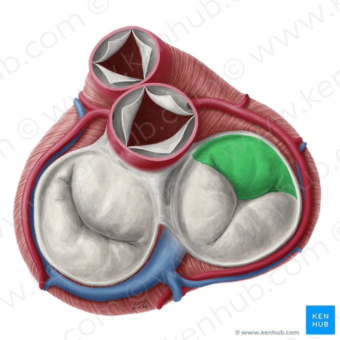 Superior leaflet of right atrioventricular valve (Cuspis superior valvae atrioventricularis dextrae); Image: Yousun Koh