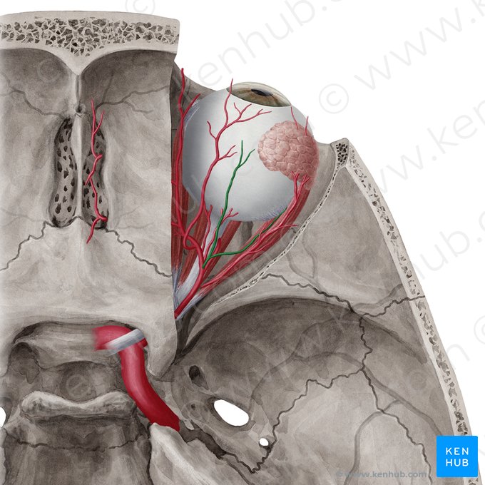 Ramas musculares de la arteria oftálmica (Rami musculares arteriae ophthalmicae); Imagen: Yousun Koh