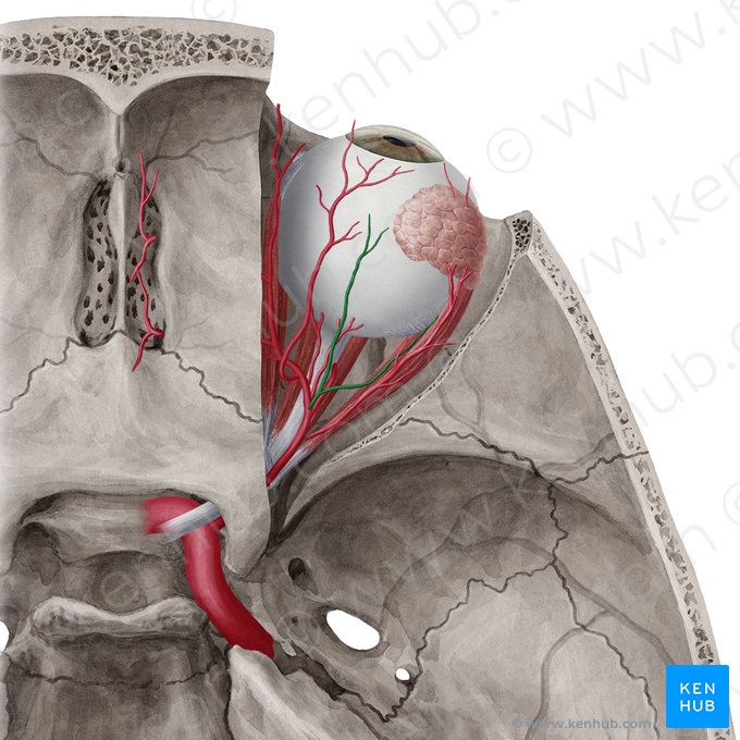 Muscular branches of ophthalmic artery (Rami musculares arteriae ophthalmicae); Image: Yousun Koh