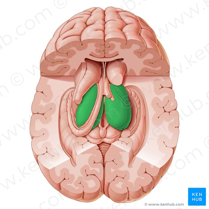 Tálamo (Thalamus); Imagem: Paul Kim