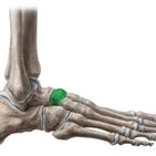Navicular bone