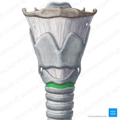 Ligamento cricotraqueal (Ligamentum cricotracheale); Imagem: Yousun Koh