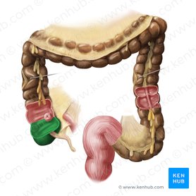 Colon: Anatomy, histology, composition, function | Kenhub