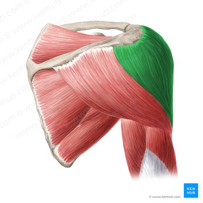 Porción acromial del músculo deltoides (Pars acromialis musculi deltoideus); Imagen: Yousun Koh