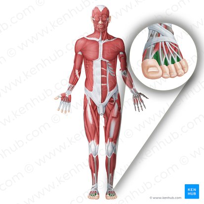 Músculos interósseos dorsais do pé (Musculi interossei dorsales pedis); Imagem: Irina Münstermann