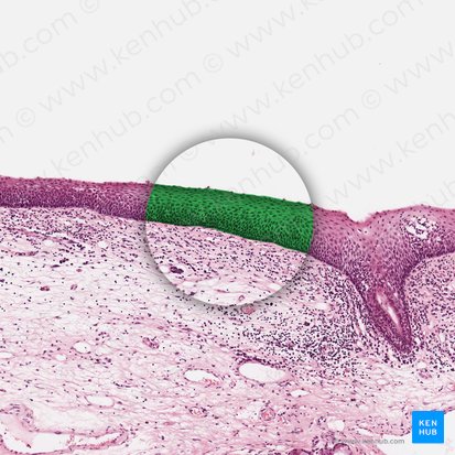 Epithelium stratificatum squamosum non cornificatum (Mehrschichtig unverhorntes Plattenepithel); Bild: 