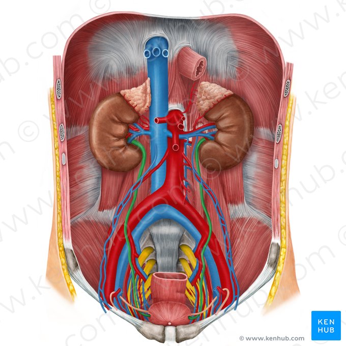 Ureter; Imagem: Irina Münstermann