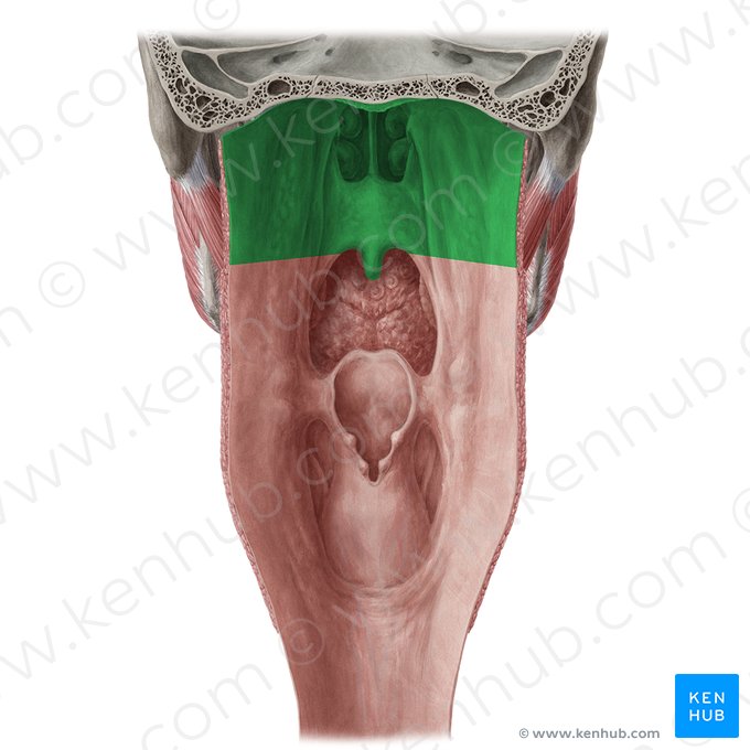 Nasopharynx (Pars nasalis pharyngis); Image: Yousun Koh